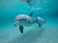 s-animallove021.jpg