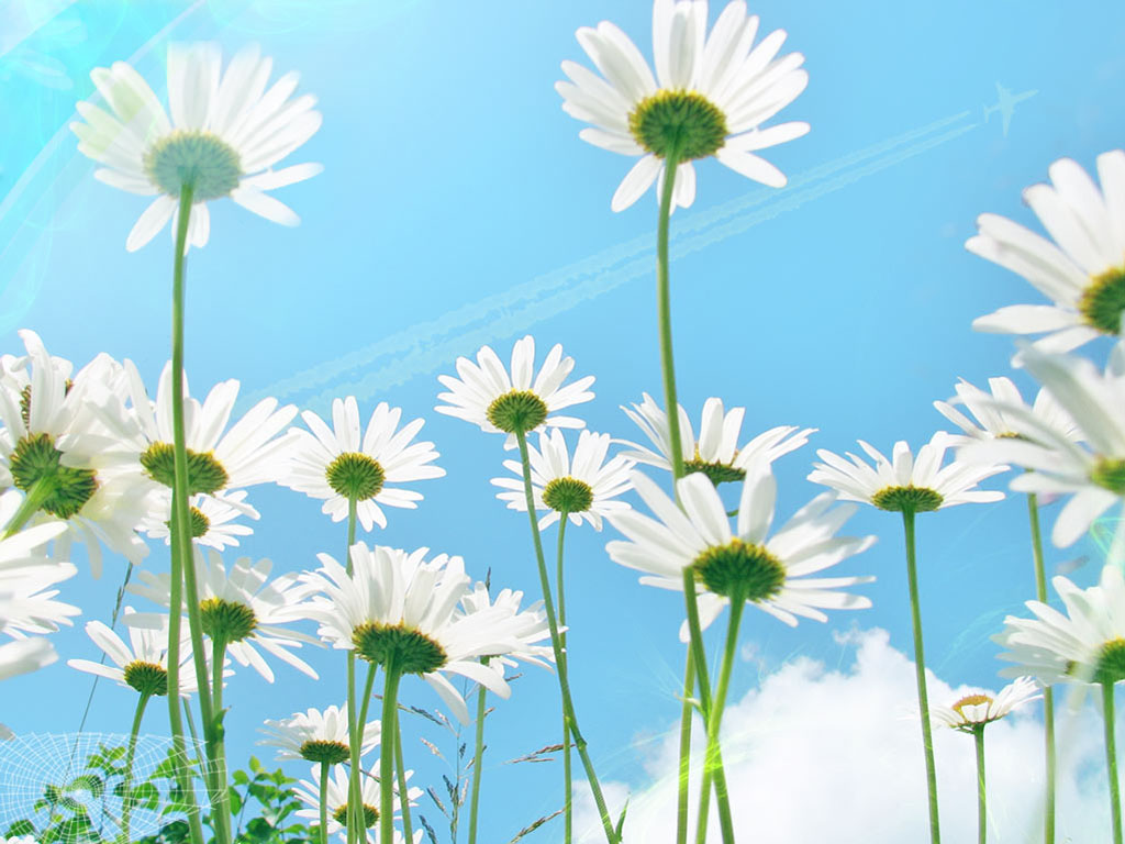 wallpaper_camomile2_by_ldwpt.jpg