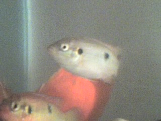 02-12-06_1915.jpg