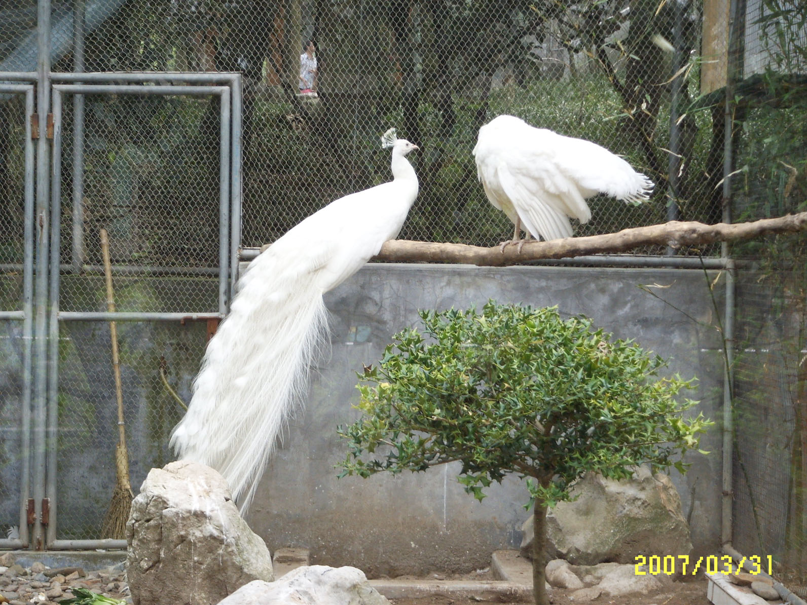 Ƭ 045.jpg