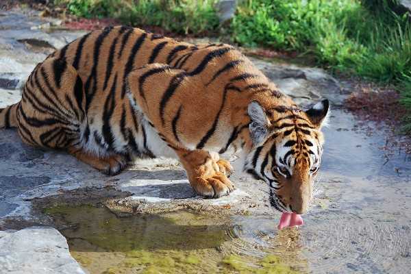 Panthera_tigris_amoyensis.jpg