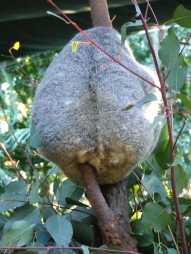 Phascolarctos_cinereus_(Koala_sitting_uncomfortably).jpg